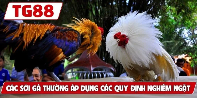 Đá Gà Đòn - Gợi Ý Bí Kíp Tìm Ra Chiến Kê Xuất Sắc Nhất 7 Các sới gà thường áp dụng các quy định nghiêm ngặt