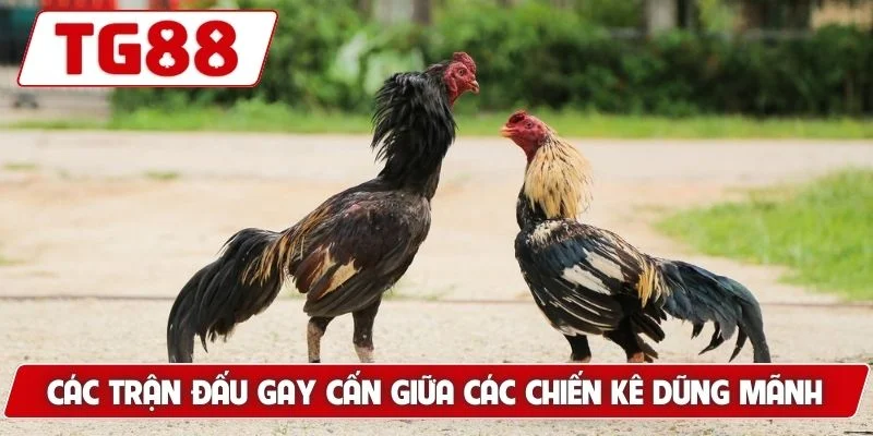 Đá Gà Đòn - Gợi Ý Bí Kíp Tìm Ra Chiến Kê Xuất Sắc Nhất 6 Các trận đấu gay cấn giữa các chiến kê dũng mãnh