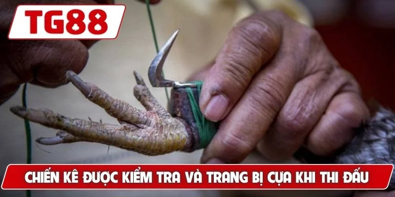 Chiến kê được kiểm tra và trang bị cựa khi thi đấu