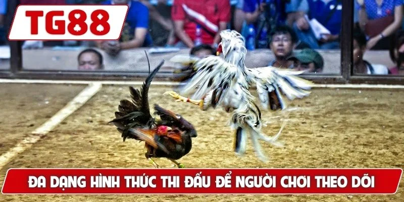 Đa dạng hình thức thi đấu để người chơi theo dõi và cược
