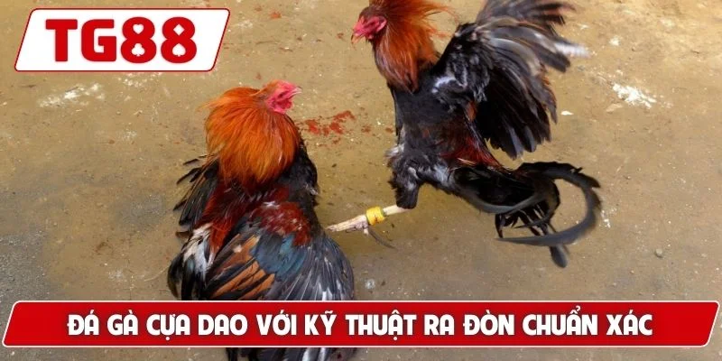 Đá Gà Cựa Dao Luck8 Siêu Phẩm Gà Chiến Nhanh Chóng Dũng Mãnh 5 Đá gà cựa dao với kỹ thuật ra đòn chuẩn xác