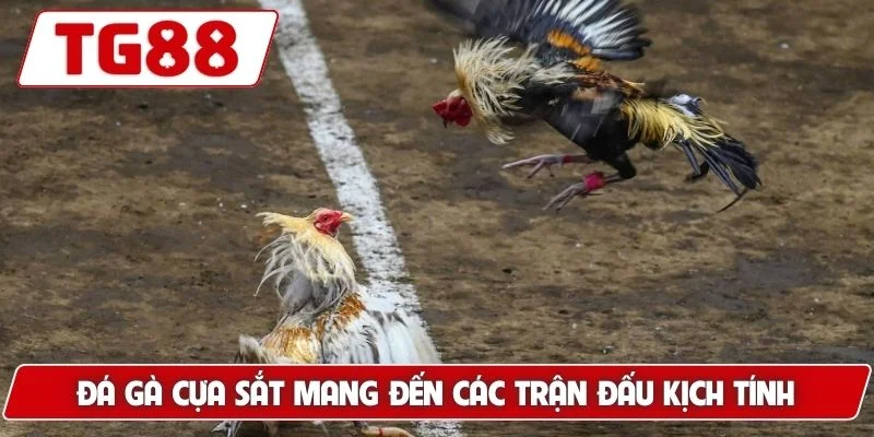 Đá gà cựa sắt mang đến các trận đấu kịch tính