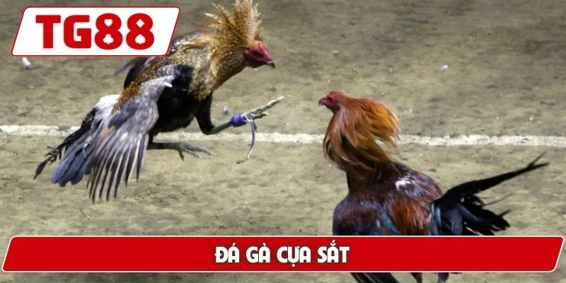Đá Gà Cựa Sắt - Trải Nghiệm Xem Live Hấp Dẫn Tại TG88 5 Đá gà cựa sắt