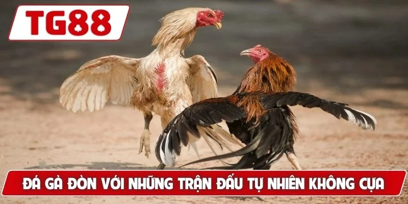 Đá Gà Đòn - Gợi Ý Bí Kíp Tìm Ra Chiến Kê Xuất Sắc Nhất 5 Đá gà đòn với những trận đấu tự nhiên, không dùng cựa
