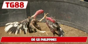 Đá gà Philippines