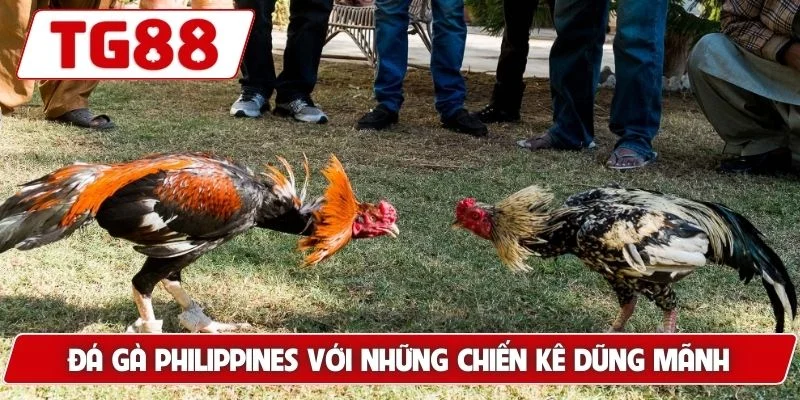 Đá gà Philippines với những chiến kê dũng mãnh