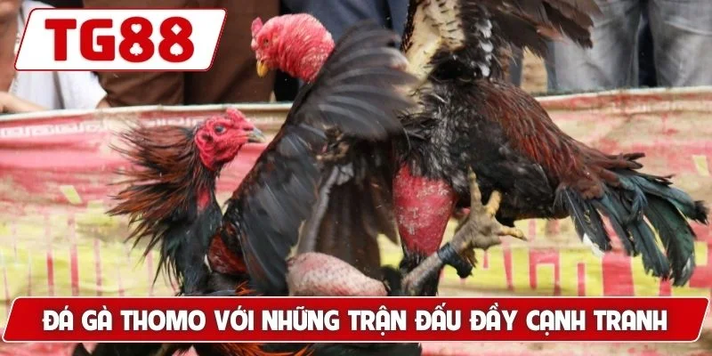 Đá gà Thomo với những trận đấu đầy tính cạnh tranh