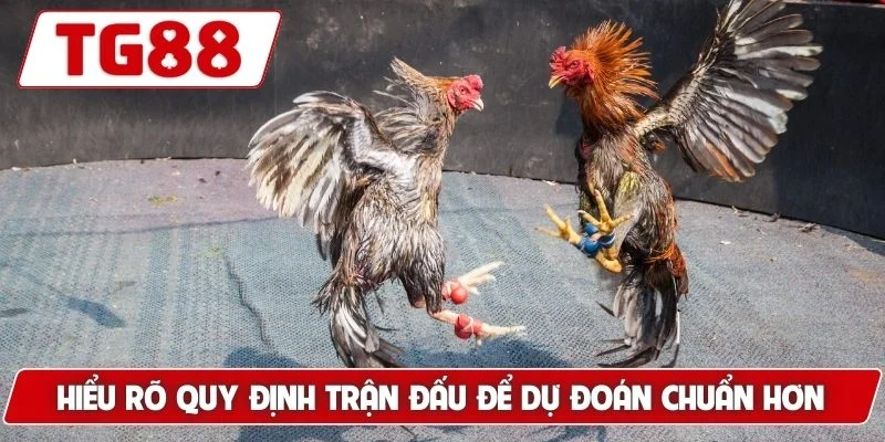 Đá Gà Cựa Dao Luck8 Siêu Phẩm Gà Chiến Nhanh Chóng Dũng Mãnh 6 Hiểu rõ quy định trận đấu để dự đoán chuẩn hơn