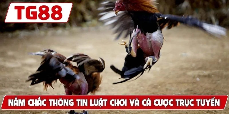 Nắm chắc thông tin luật chơi và cá cược trực tuyến